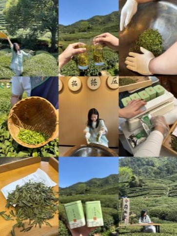 Picking and hand-roasting Longjing green tea in the hills near Hangzhou